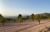 3-6495/1103, Land in Pinoso